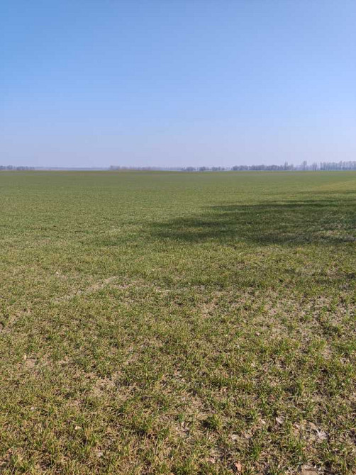 продажа земля сельскохозяйственного назначения Бориспольский, Вороньков, 256652 грн.  - зображення 3