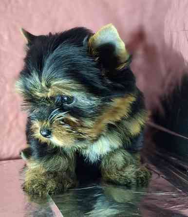 Йоркширский терьер, микро мальчик !!! Одесса