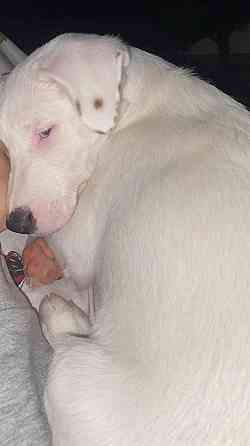 Щенок Джек Рассел Терьер Киев