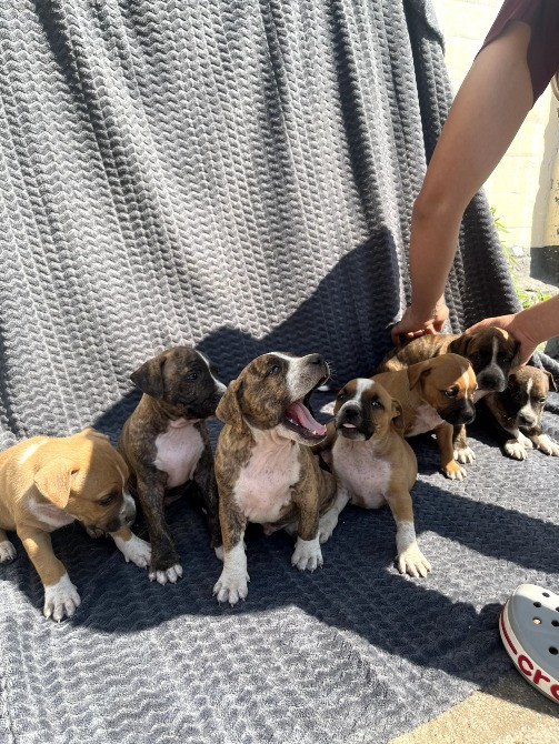 Щенята амстафа з документами Сміла - зображення 1