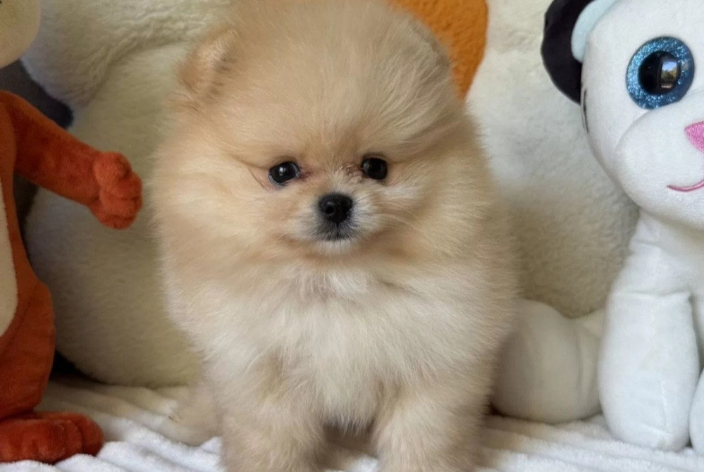 Шпиц мини Мишка Київ - зображення 2