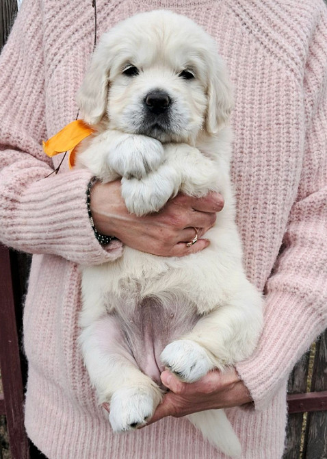 Щенки золотистого ретривера Київ - зображення 3