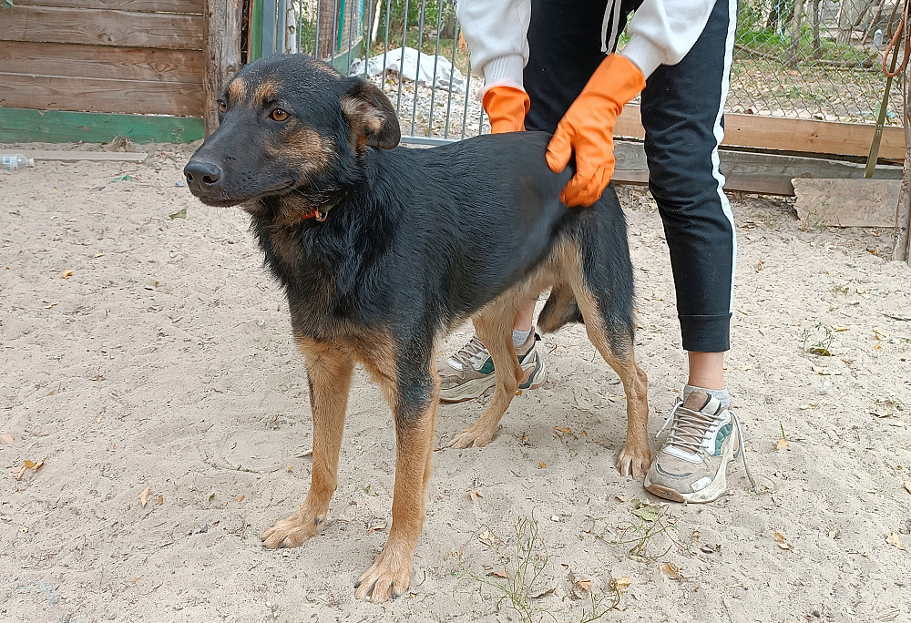 Джек и Лизи ищут семью! Київ - зображення 4