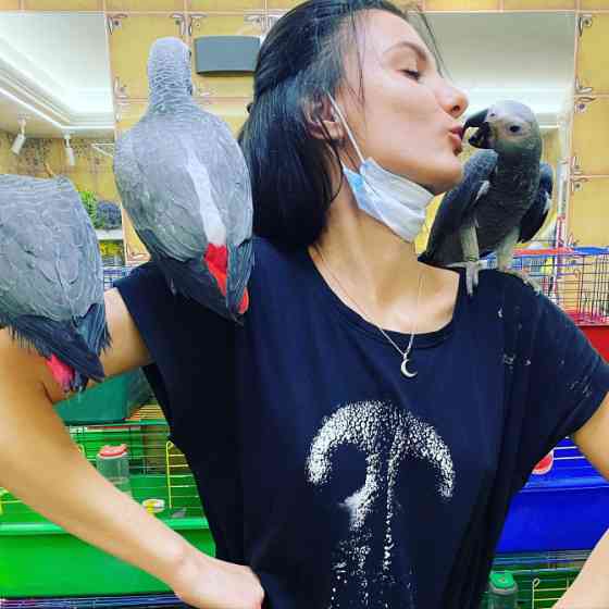 Ручной попугай Сёма - серый африканский жако, вольеры для попугаев Киев