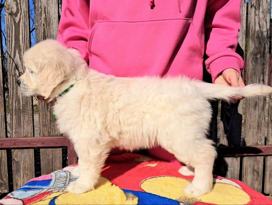 Цуценята золотистого ретривера Ot Bahur Вінниця - зображення 3