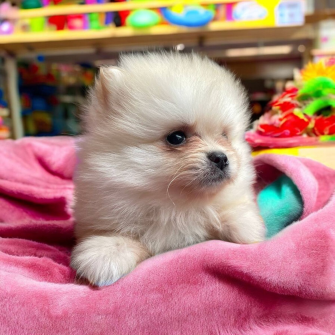 Померанский шпиц Харків - зображення 9