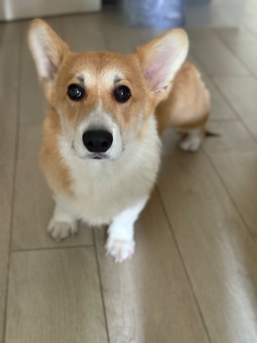 Цуценя Київ - зображення 1