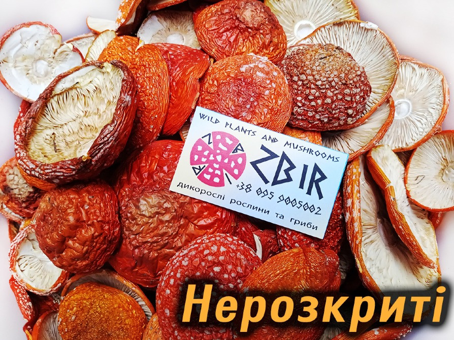 Мухомор ЧЕРВОНИЙ (Amanita Muscaria), сушені капелюшки. Сезон 2025. Полтава - изображение 3