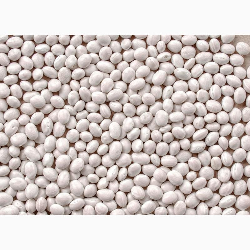 Куплю білу квасолю. Мінімальна партія 5 тонн. Черкаси - зображення 1