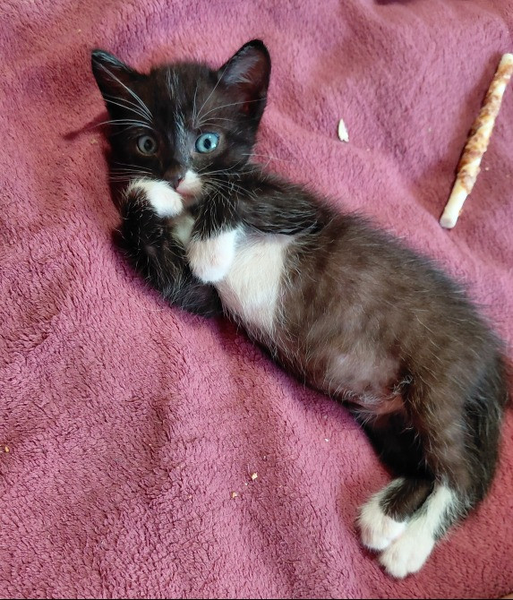 🐾 Маленькі янголятка-кошенята шукають люблячу родину 💕 Киев - изображение 5