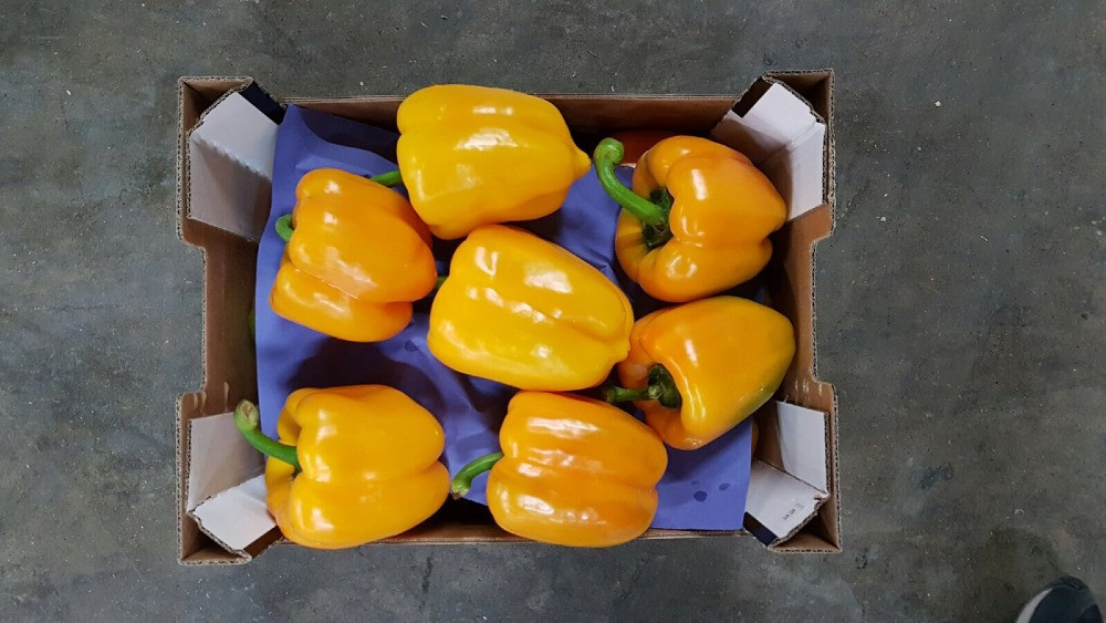 Продаем перенц Київ - зображення 5