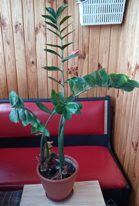 Замиокулькас долларовое дерево с горшком Київ - зображення 3