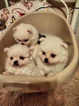 Вязка шпица мини Кам'янець-Подільський