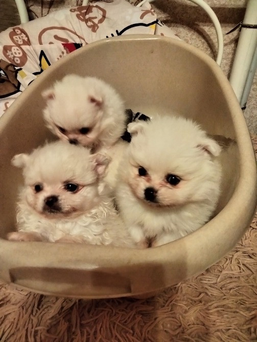 Вязка шпица мини Кам'янець-Подільський - зображення 3