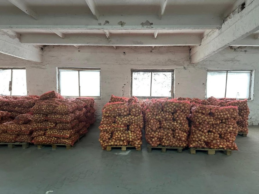 Продам цибулю "Центуріон" Житомир - зображення 2