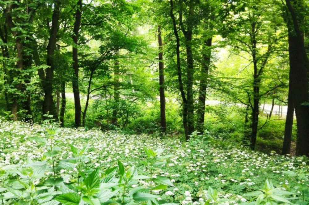 Мальовнича ділянка в центрі міста,10 соток, Голосіївський р-н Київ - зображення 5