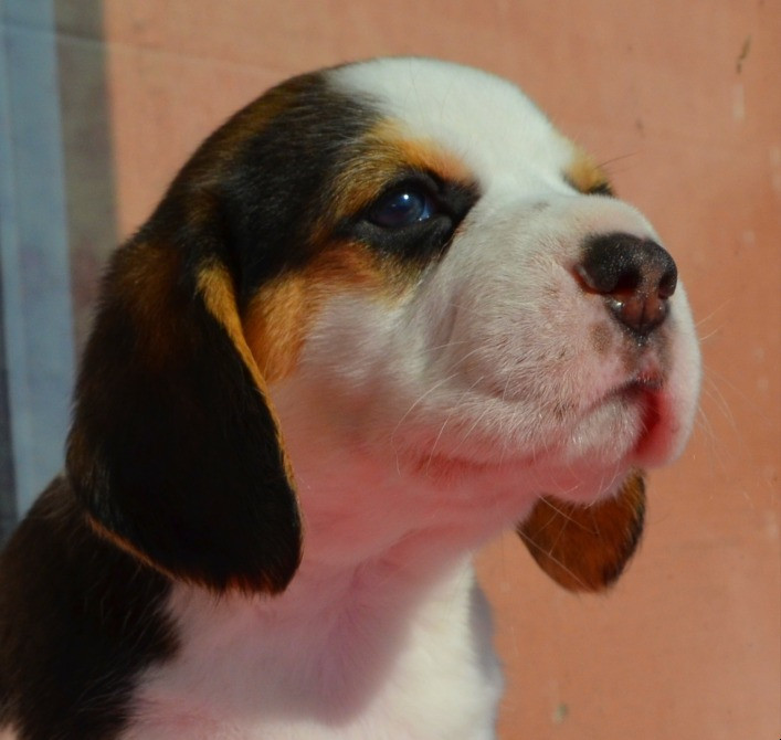 Біглі від батьків чемпіонів. Документи київського клубу, чіповані. Київ - зображення 2