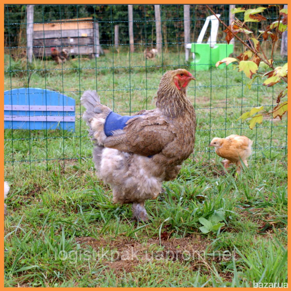 Сетка 30х35|птичка|1.5х100м Харьков - изображение 4