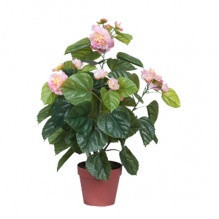 Камелия, коричневый горшок Киев - изображение 1