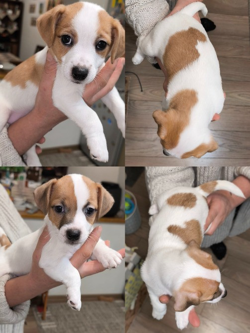 Цуценята Джек Рассел Іршава - зображення 1