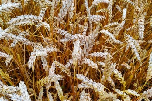 Купуємо некондицію, прострочений посівмат, зерновідходи Полтава - зображення 1