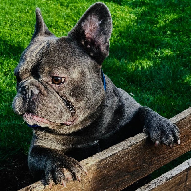 Французький бульдог хлопчик Полтава - зображення 3