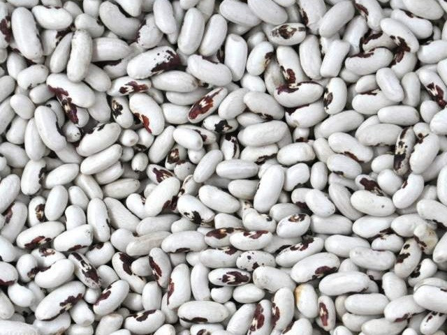 Квасоля товарна оптом Івано-Франківськ - зображення 1