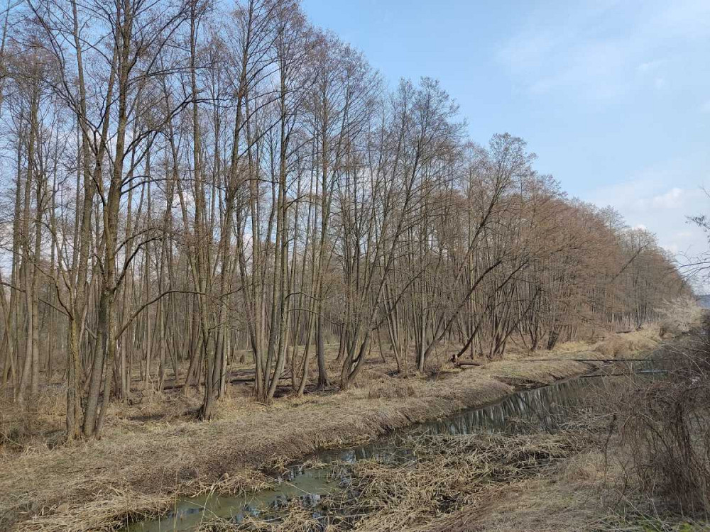 продажа земля сельскохозяйственного назначения Бориспольский, Старое, 262587 грн.  - зображення 7