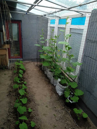 Без %. Продам цегляний будинок 200 м.кв, с.Кучаків. (Кірове) Ділянка 10 сот. Борисполь - изображение 3