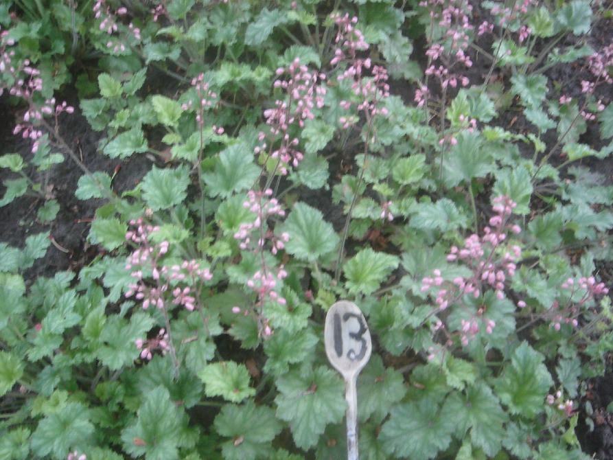 продам гейхеру Киев - изображение 6