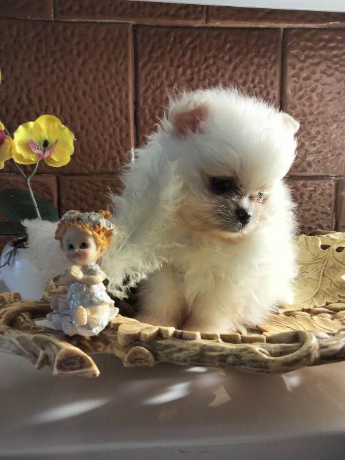 Шпиц померанский Кам'янець-Подільський - зображення 2