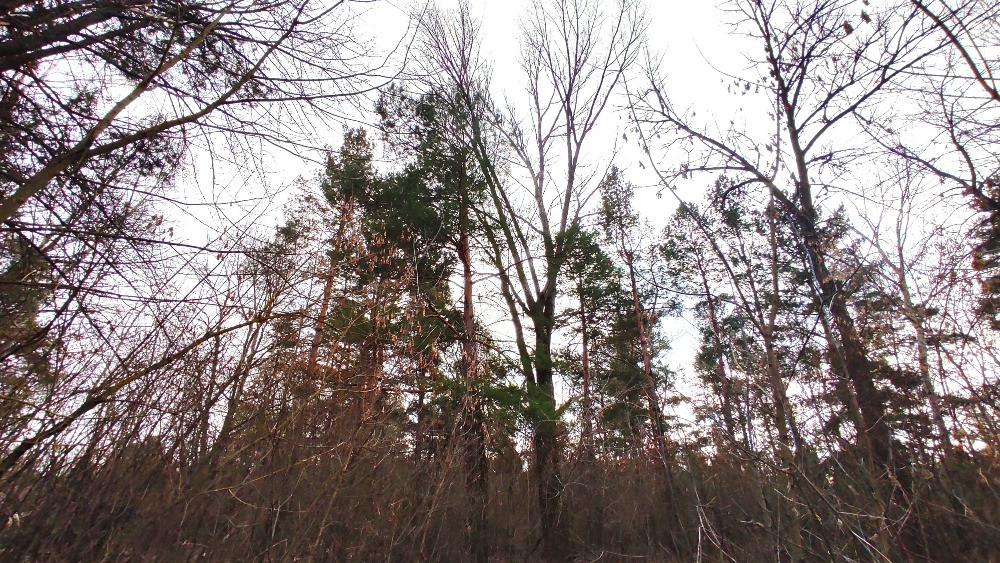 Продаж ексклюзивної ділянки в с. Хотянівка біля річки Десна Вышгород - изображение 4