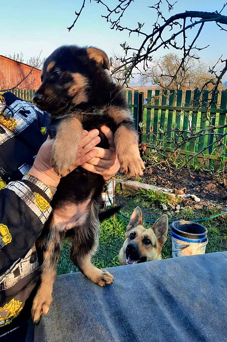 Цуценята німецької вівчарки Дніпро - зображення 4