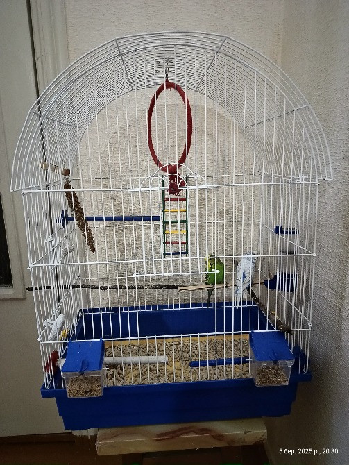 Папуги з клеткою Рівне - зображення 2