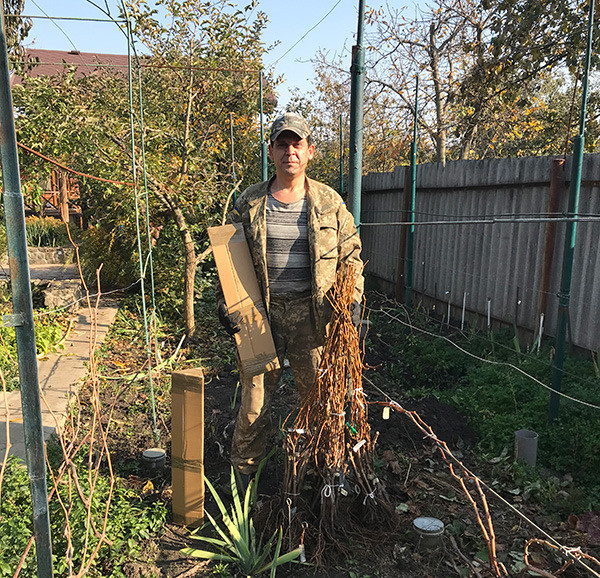 Саджанці Морозостійких сортів винограду (Харків) Харків - зображення 6