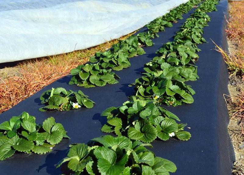 Пленка для мульчирования|40мкм|1,2м*1000м|Черная Харків - зображення 7