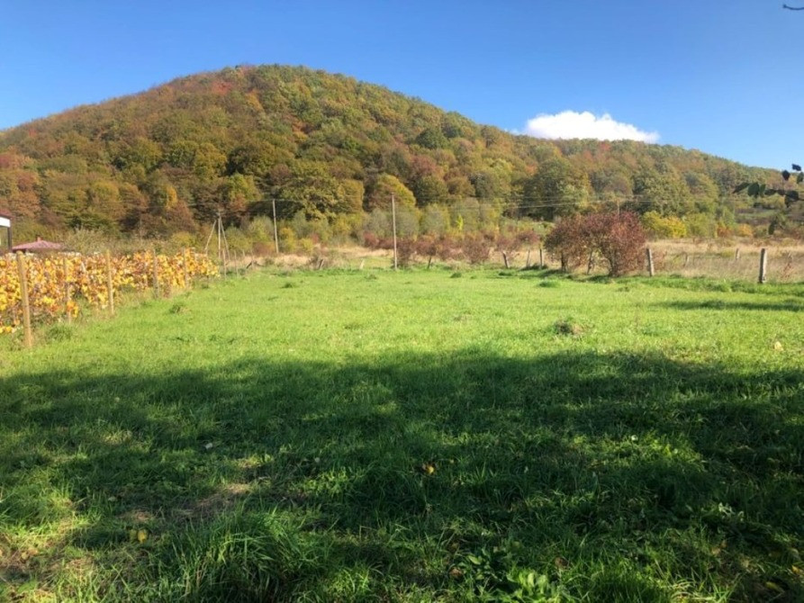 Земельна ділянка 10 сот в смт Чинадієво Мукачево - изображение 3