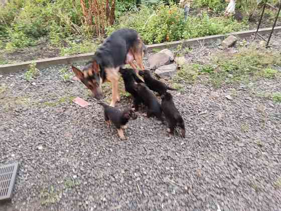 Продам цуценят німецької вівчарки. Луцьк