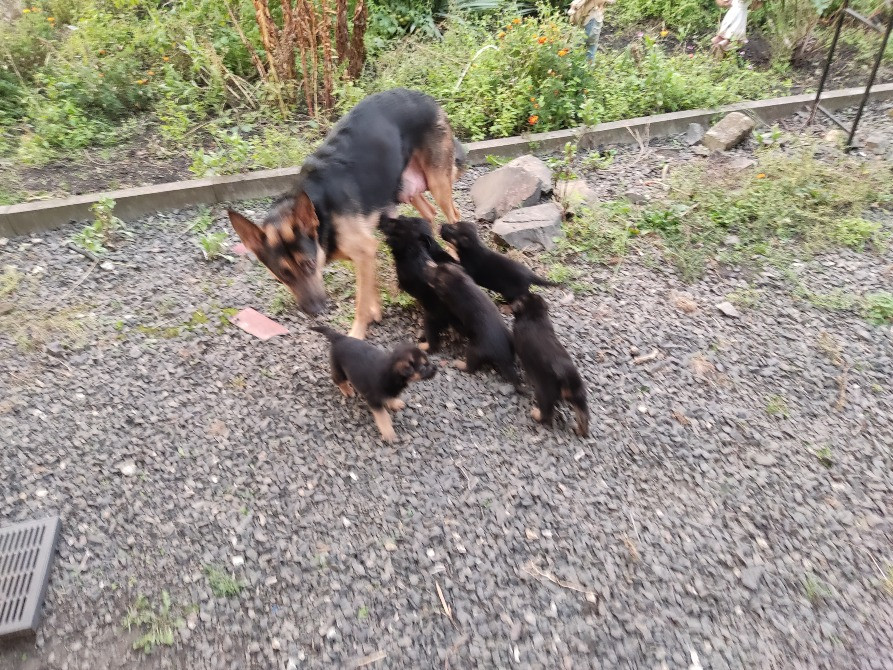 Продам цуценят німецької вівчарки. Луцьк - зображення 4