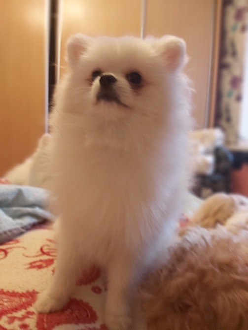 Хлопці шпіцулі,красунчики Полтава - зображення 3