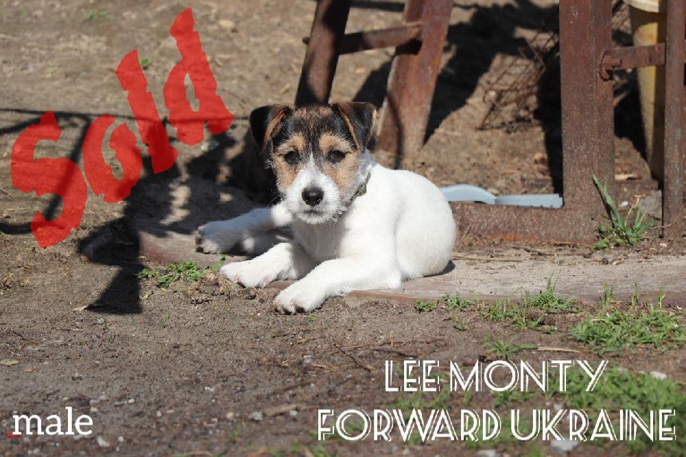 Шикарні цуценята Джек Рассел Киев - изображение 9