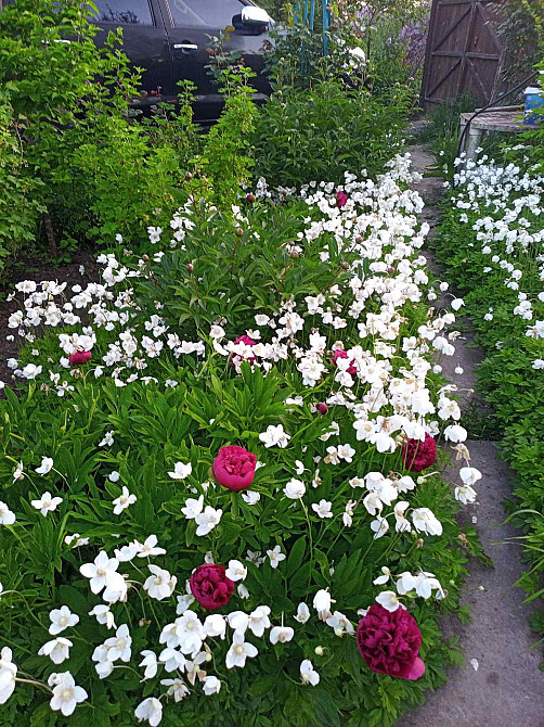 Продам будинок на березі лиману. Одесса - изображение 1