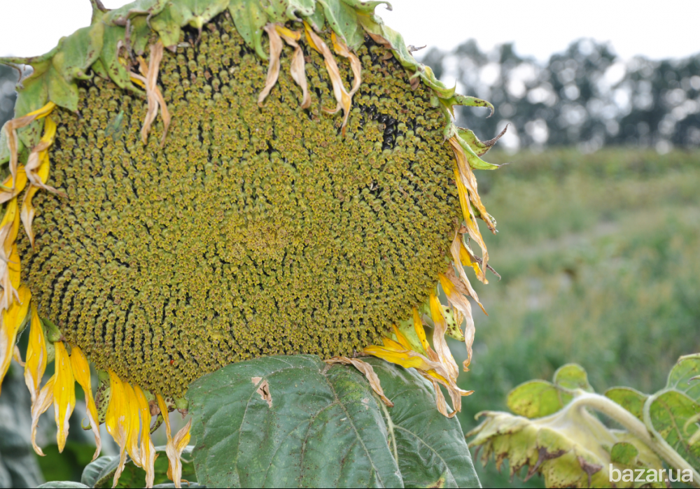 семена подсолнечника Аракар, Лимит, Флорими. 7+ Заразиха + видео Миколаїв - зображення 2