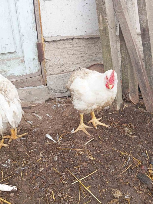 Продам молодих курей породи Корніш промисловий Баришівка - зображення 5