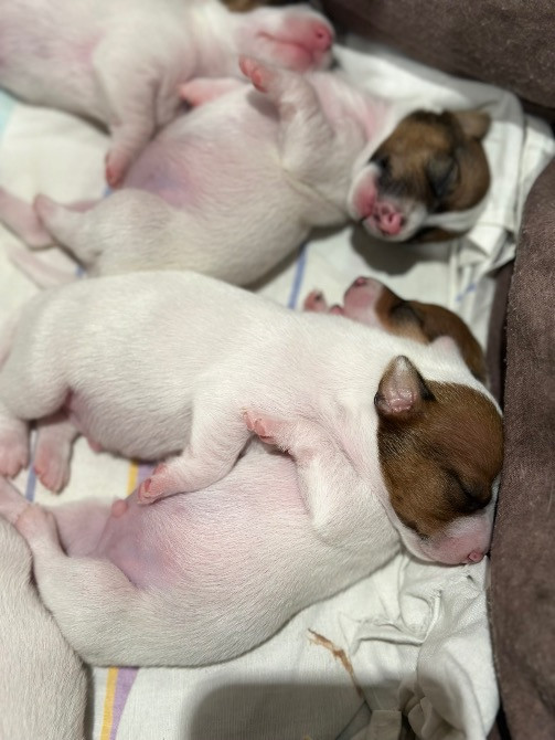 Продаю собак ДЖЕК РАССЕЛІВ Каменка-Бугская - изображение 7