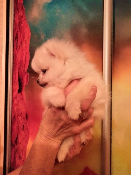 Шпиц померанский мини Кам'янець-Подільський - зображення 4