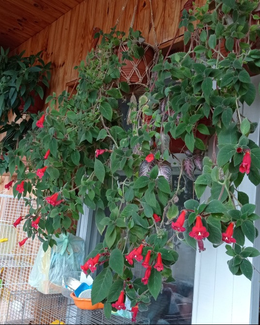 Колерия astarte цветущая с горшком Киев - изображение 2