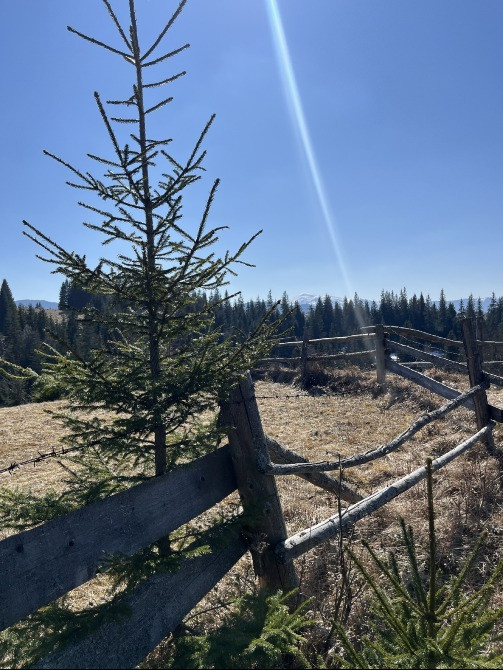 Земельна ділянка в Яблуниці 0.25 га Яремче - зображення 9