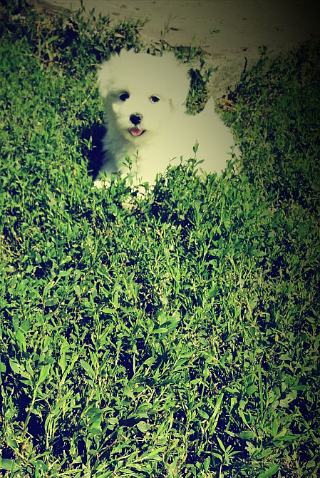 продам мальтійських болонок Ивано-Франковск - изображение 6