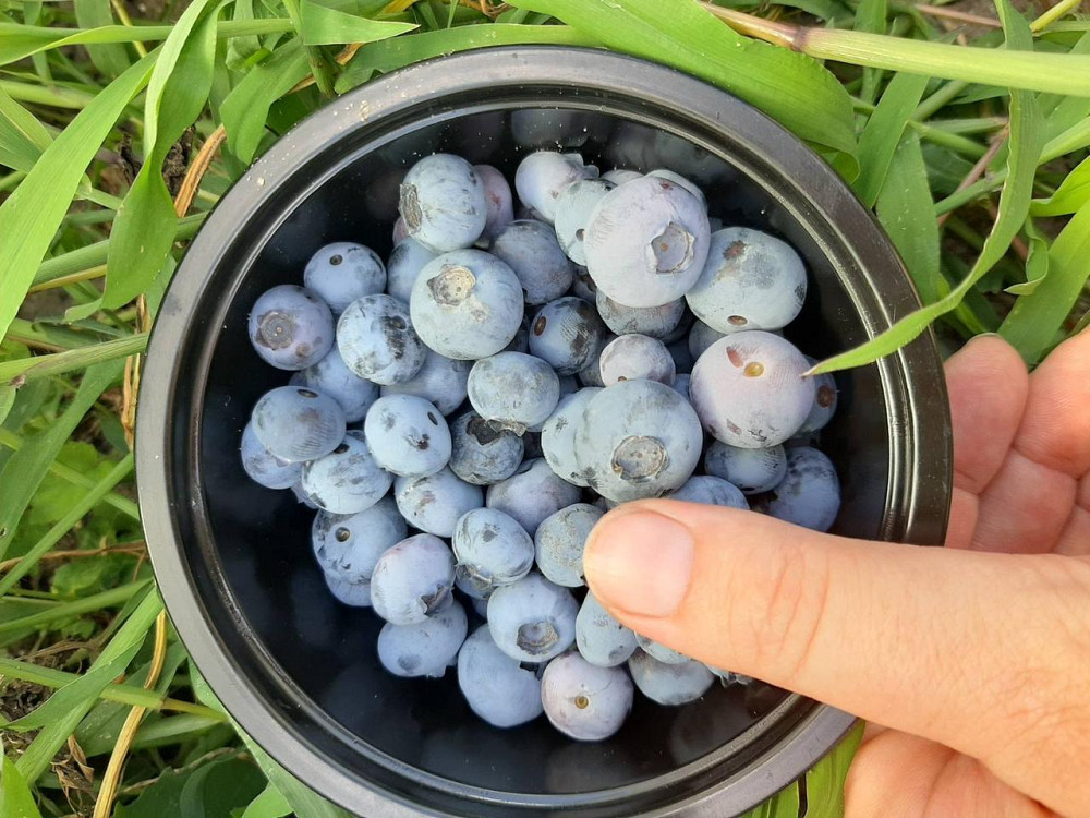 Лохини "Голубика" Київ - зображення 2